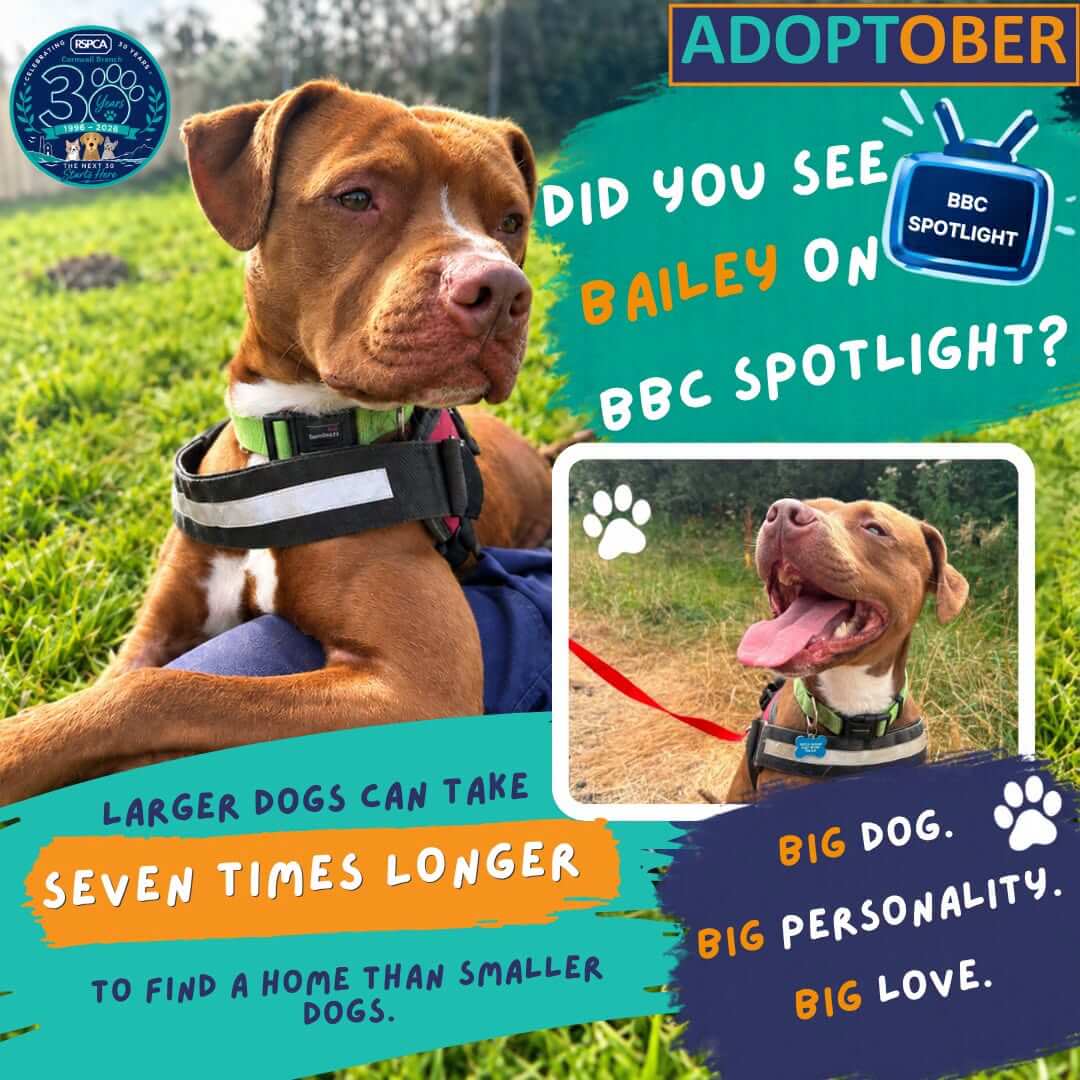 RSPCA Cornwall Branch Adoptober graphic featuring Bailey