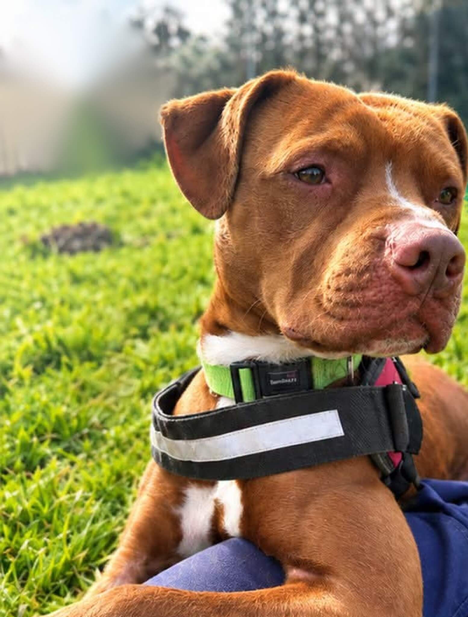 Bailey the Staffordshire Bull Terrier cross lying on grass