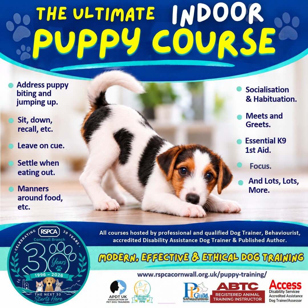 RSPCA Cornwall Branch Ultimate Indoor Puppy Course poster listing course topics