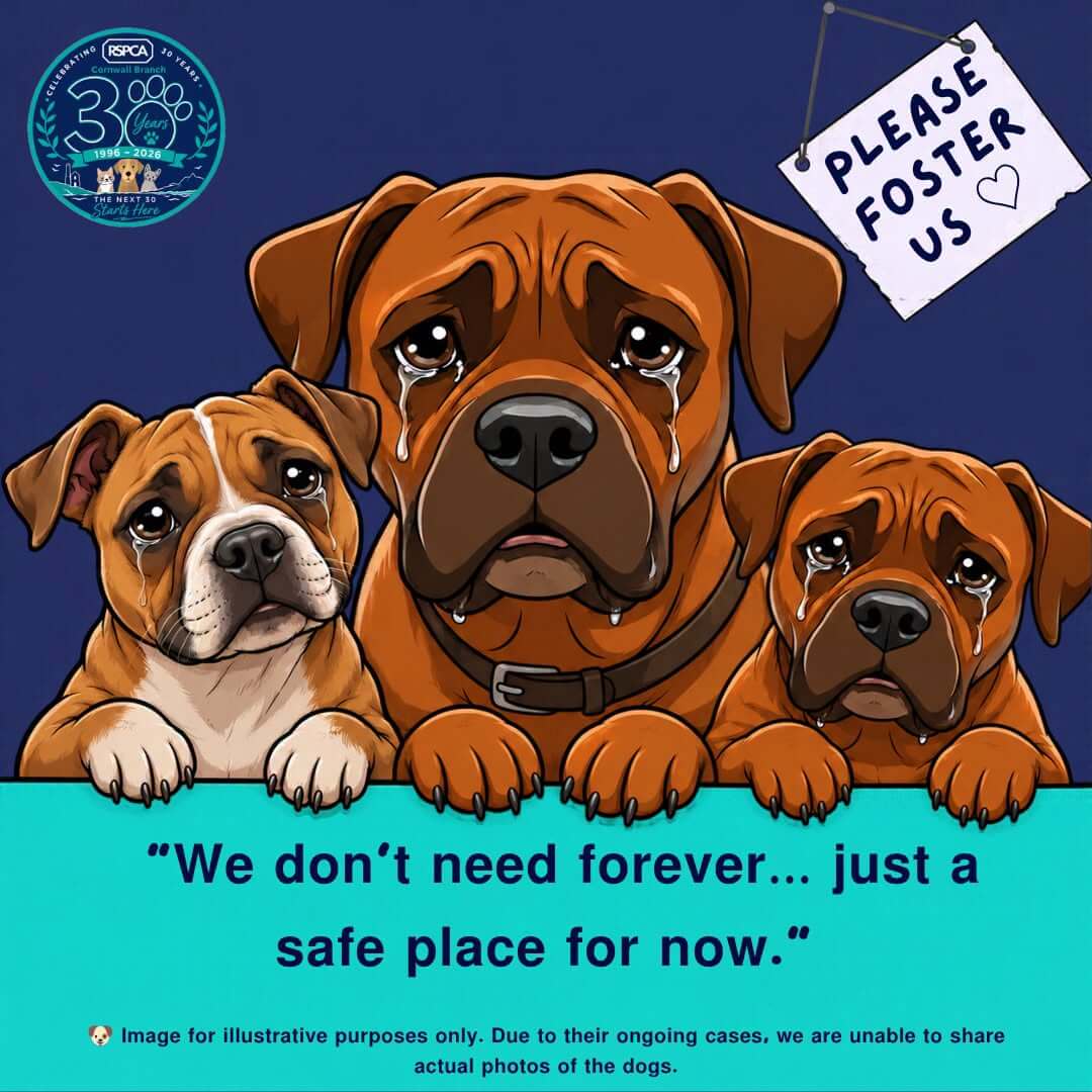 RSPCA Cornwall illustration of three larger-breed dogs appealing for foster homes