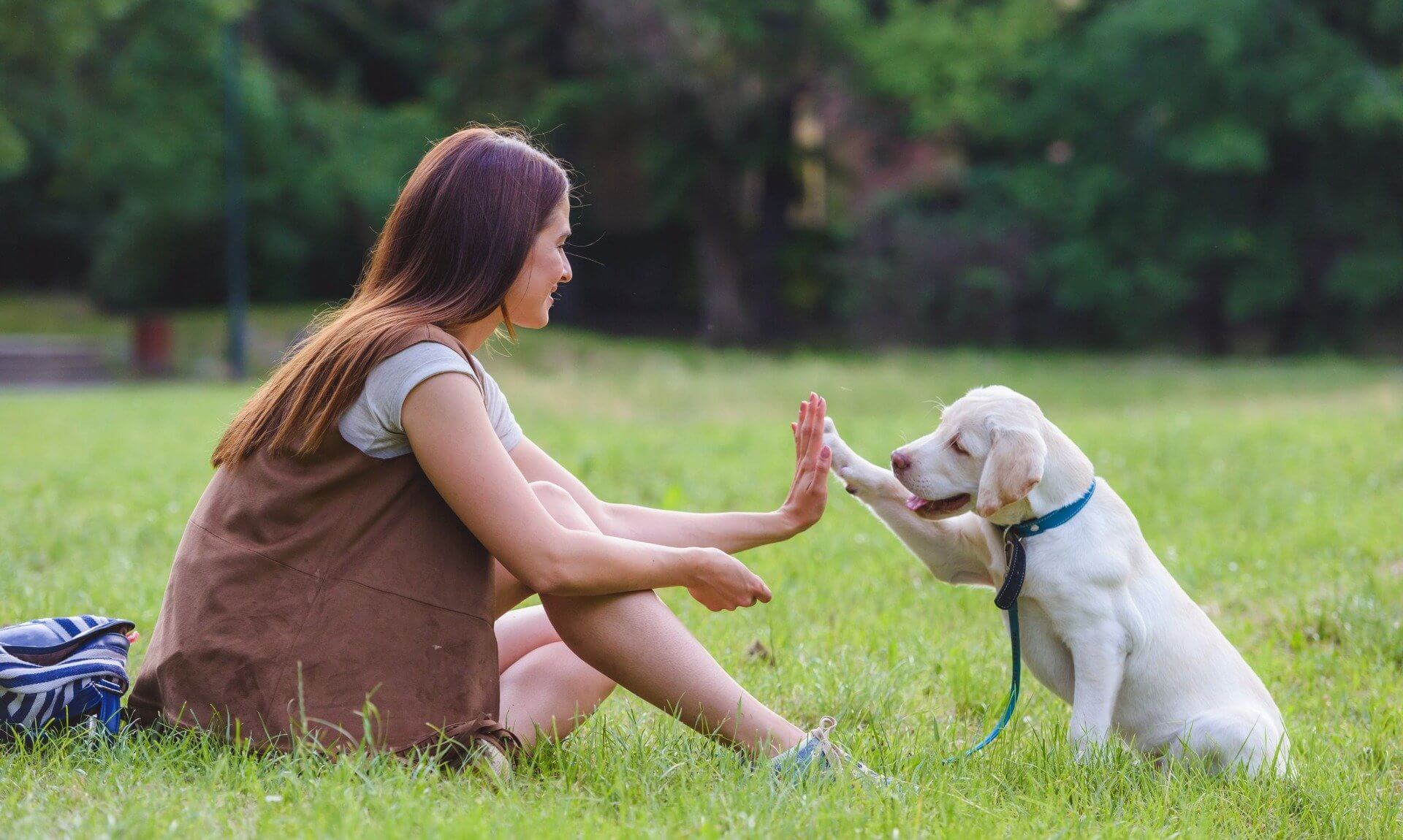 Woman high-fiving a white puppy on a lead in a park