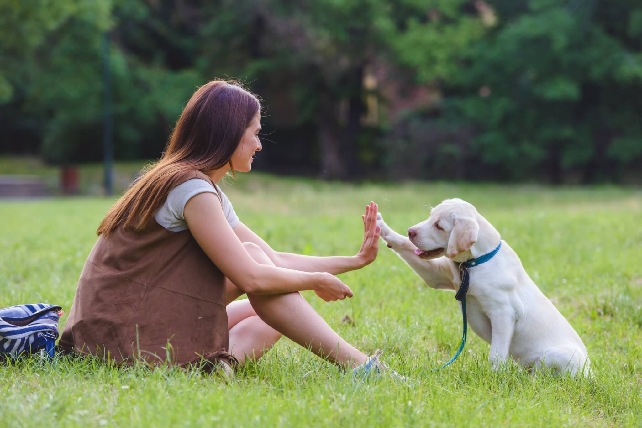 Woman high-fiving a white puppy on a lead in a park