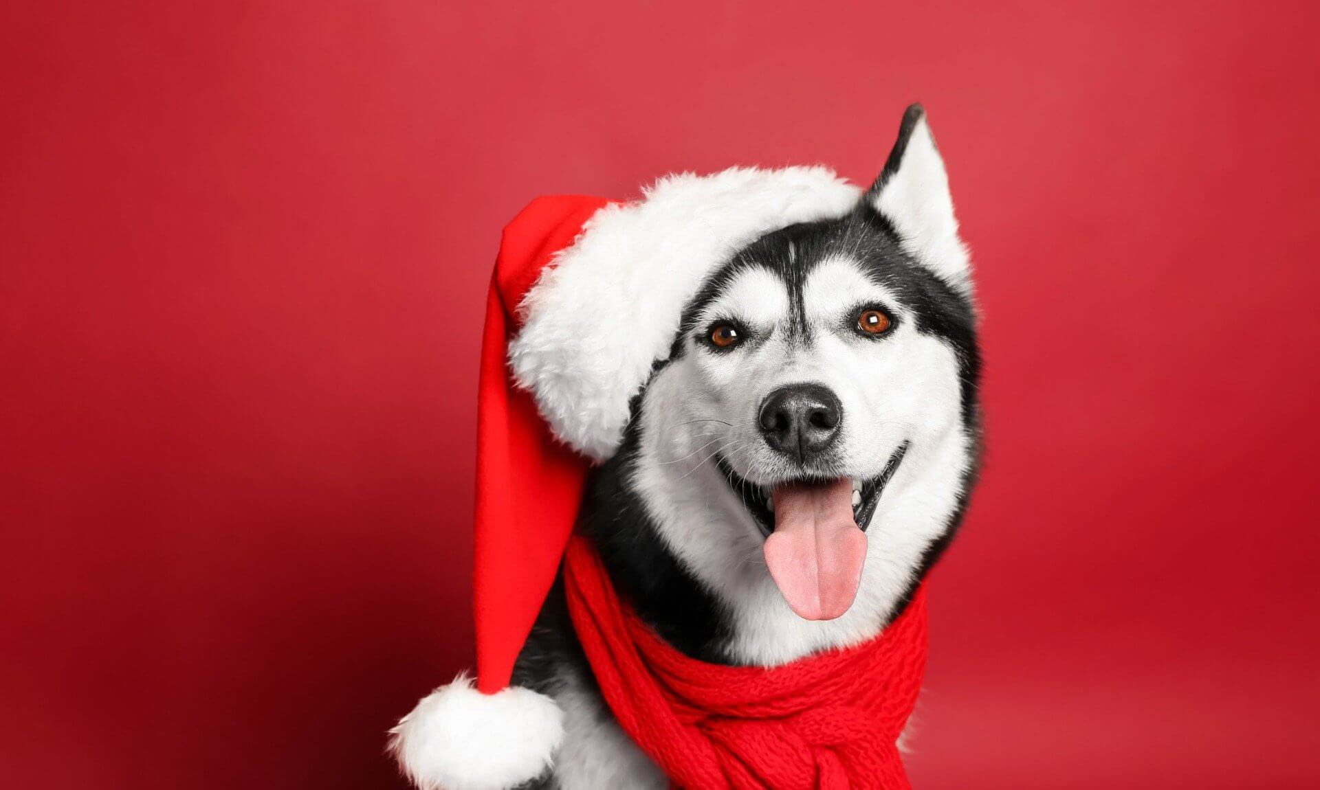Husky wearing a Santa hat and red scarf