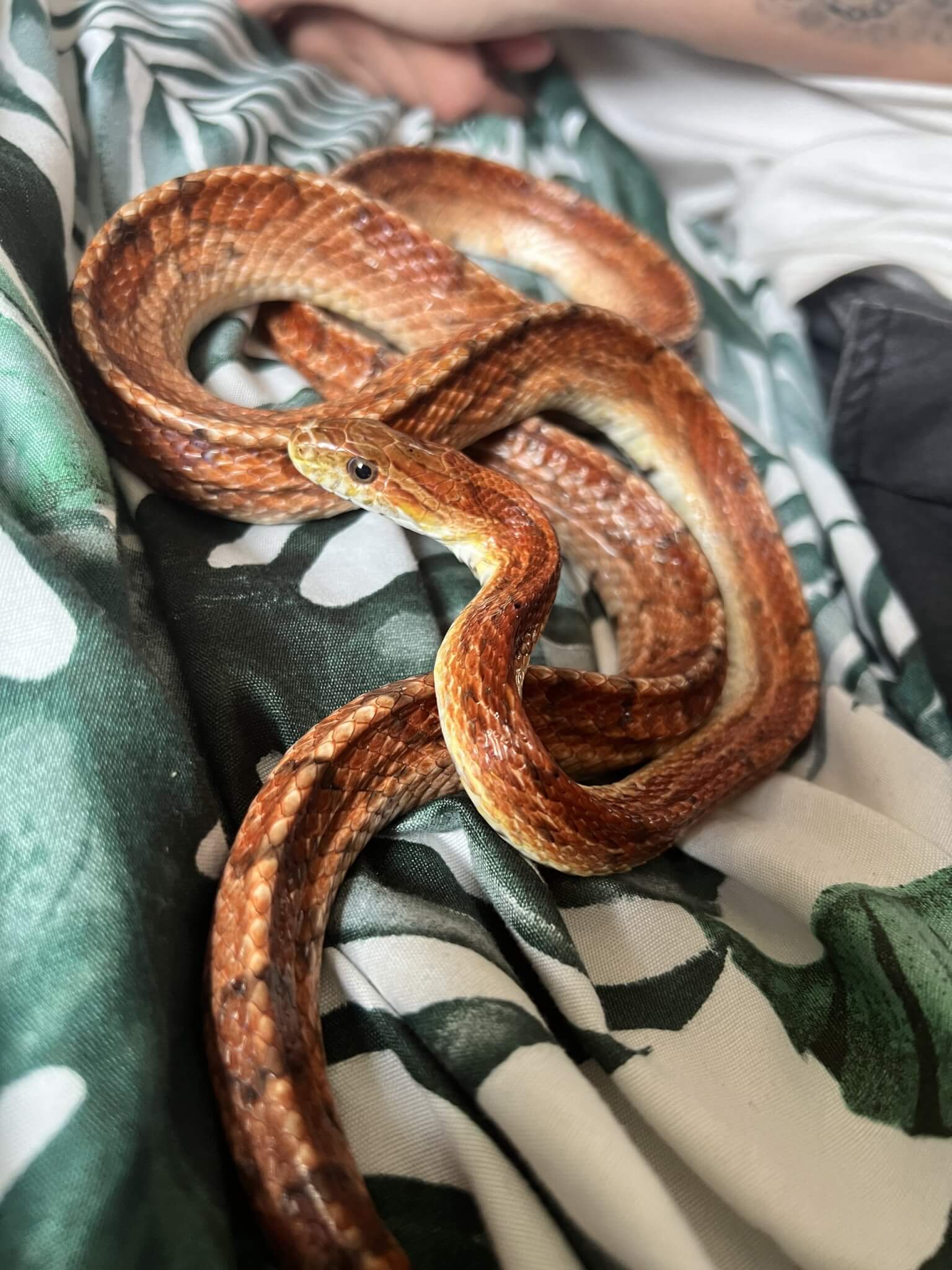 Orange corn snake on a patterned blanket