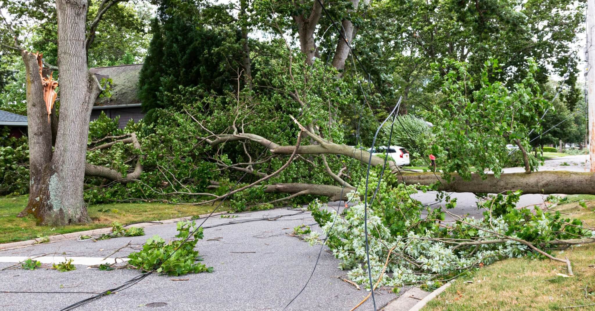 Fallen tree and branches lying across a road after a storm