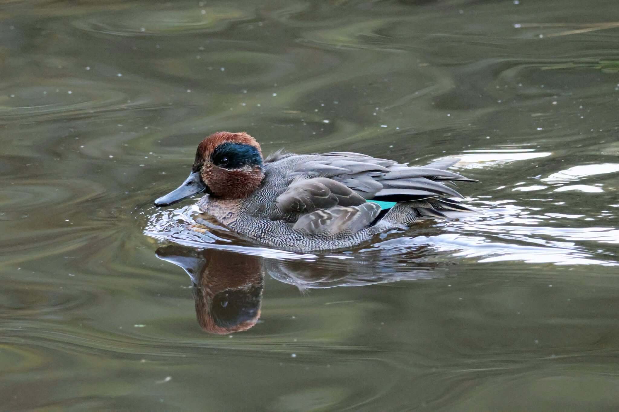 Teal swimming