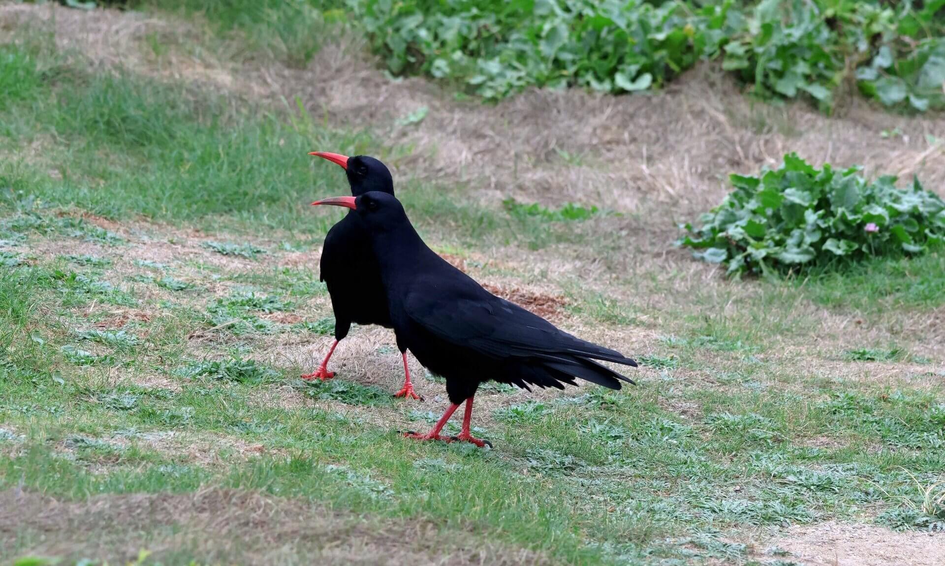 A pair of Cornish choughs on grass at Towan Head, Newquay