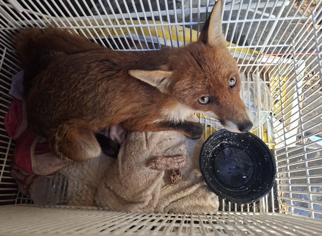 Fox lying on towels in a carrier