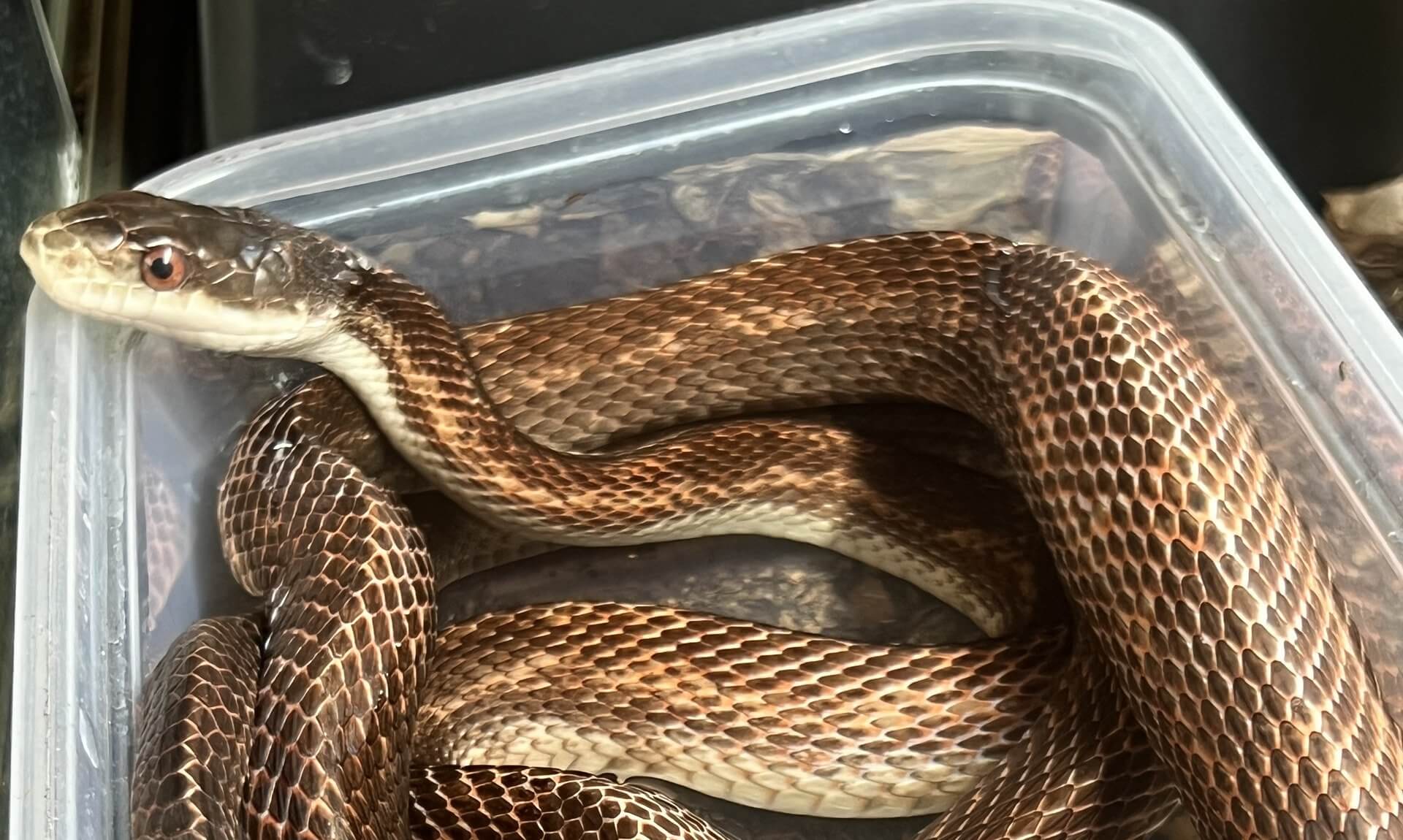 Rat snake coiled in a plastic tub