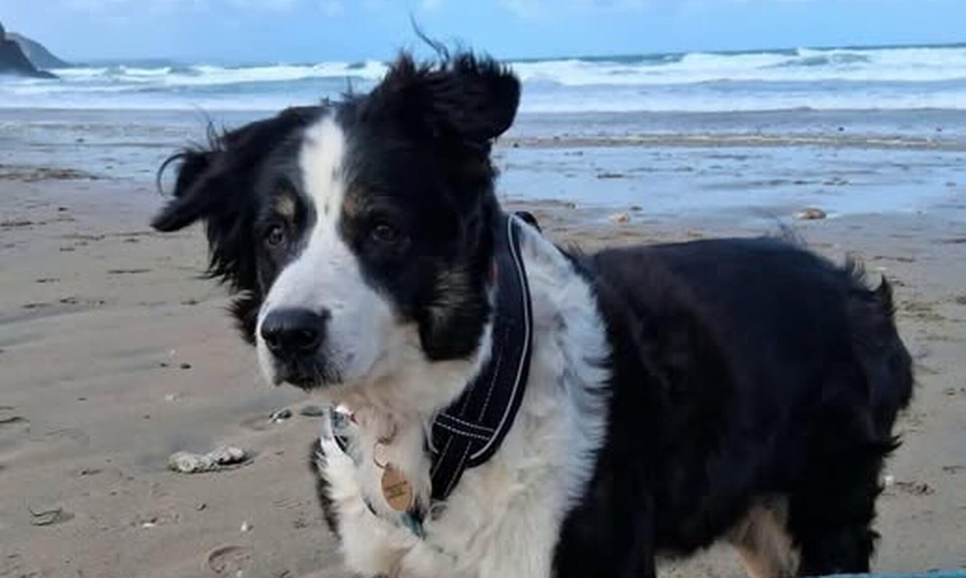 Black and white collie-type dog Missy on a Cornish beach