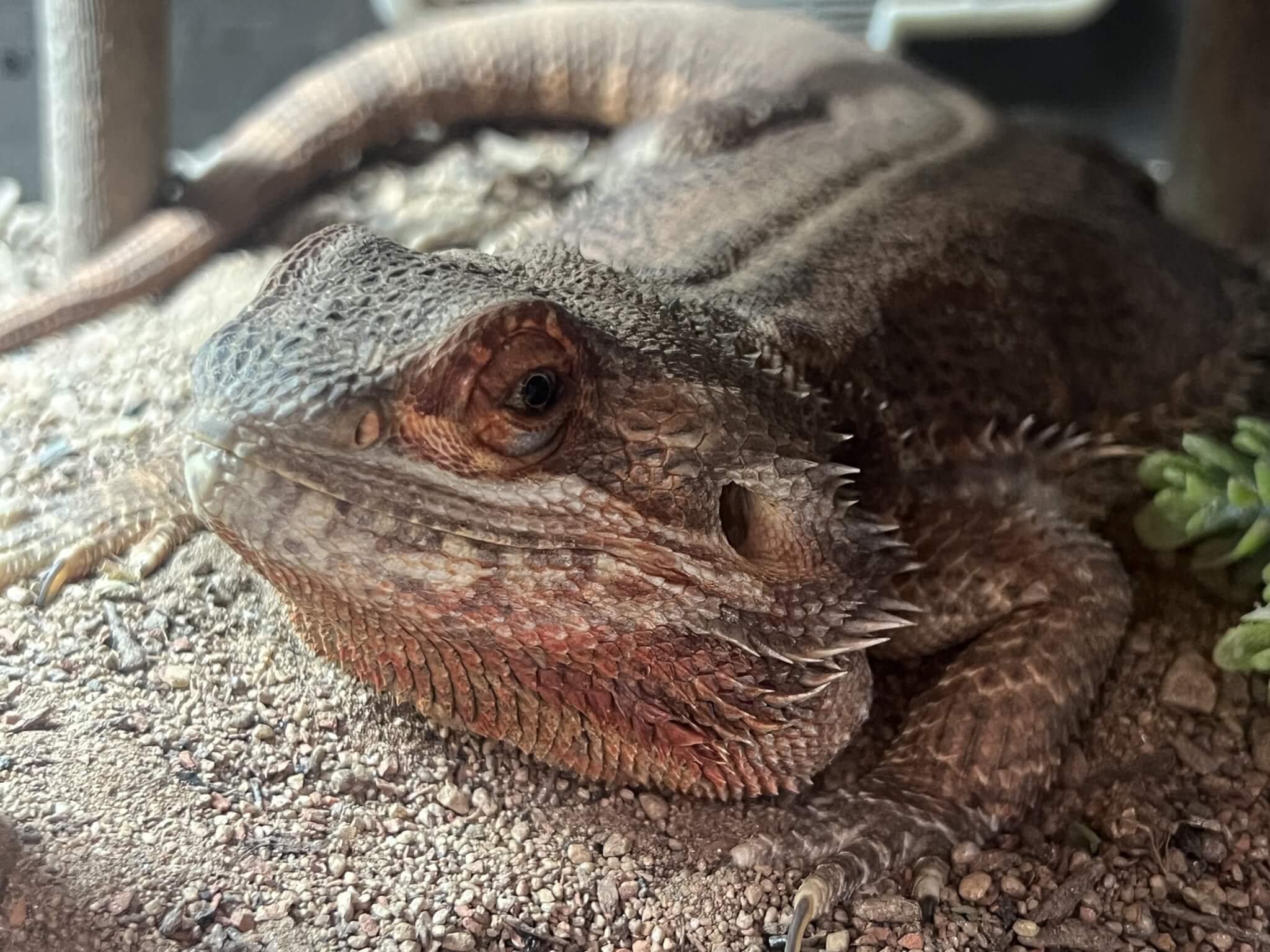 Close-up of a lizard resting on sand