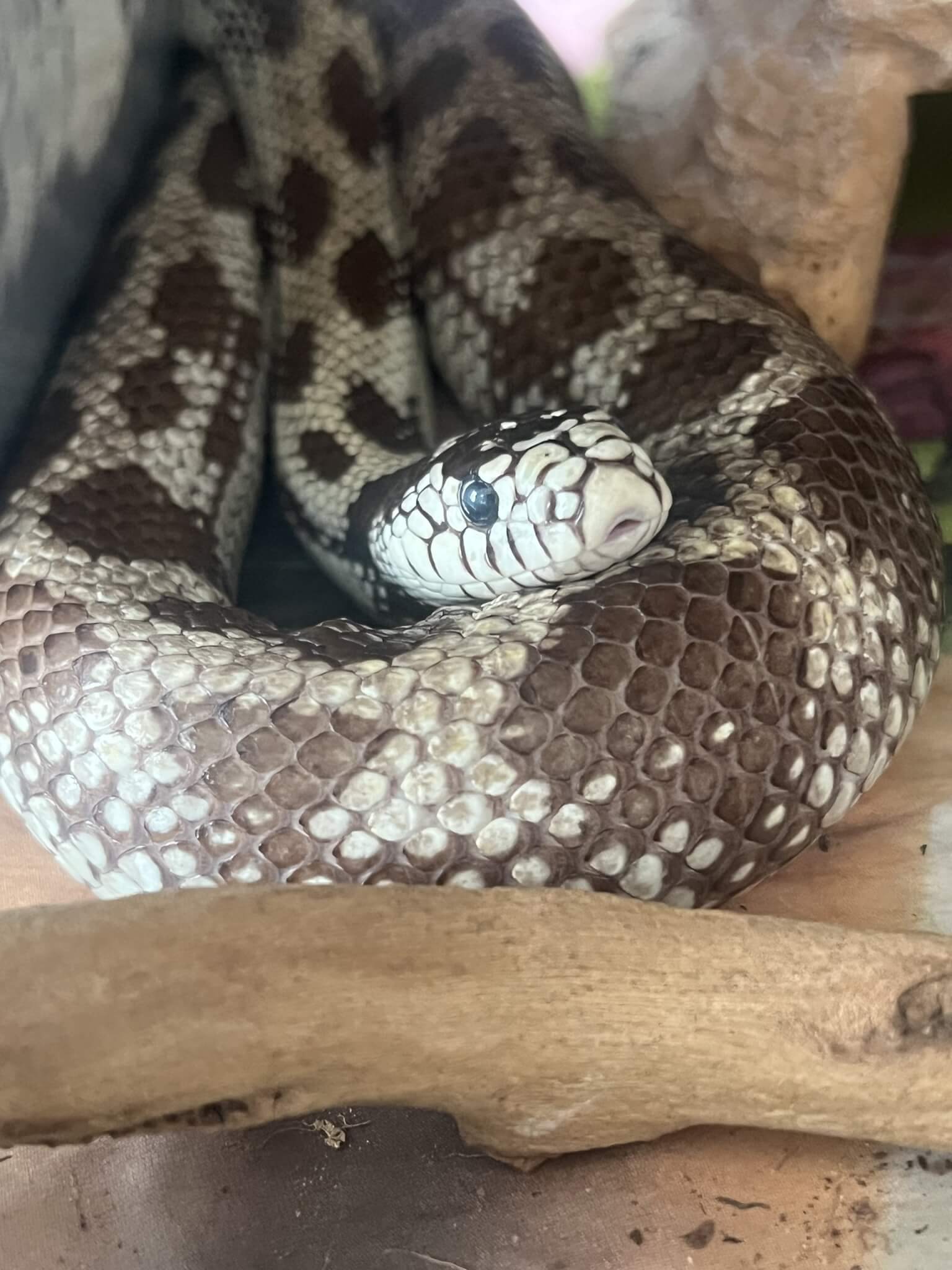 Close-up of a patterned snake resting on a branch