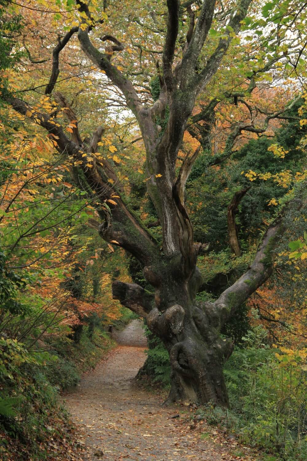 Ancient gnarled tree beside an autumn woodland path