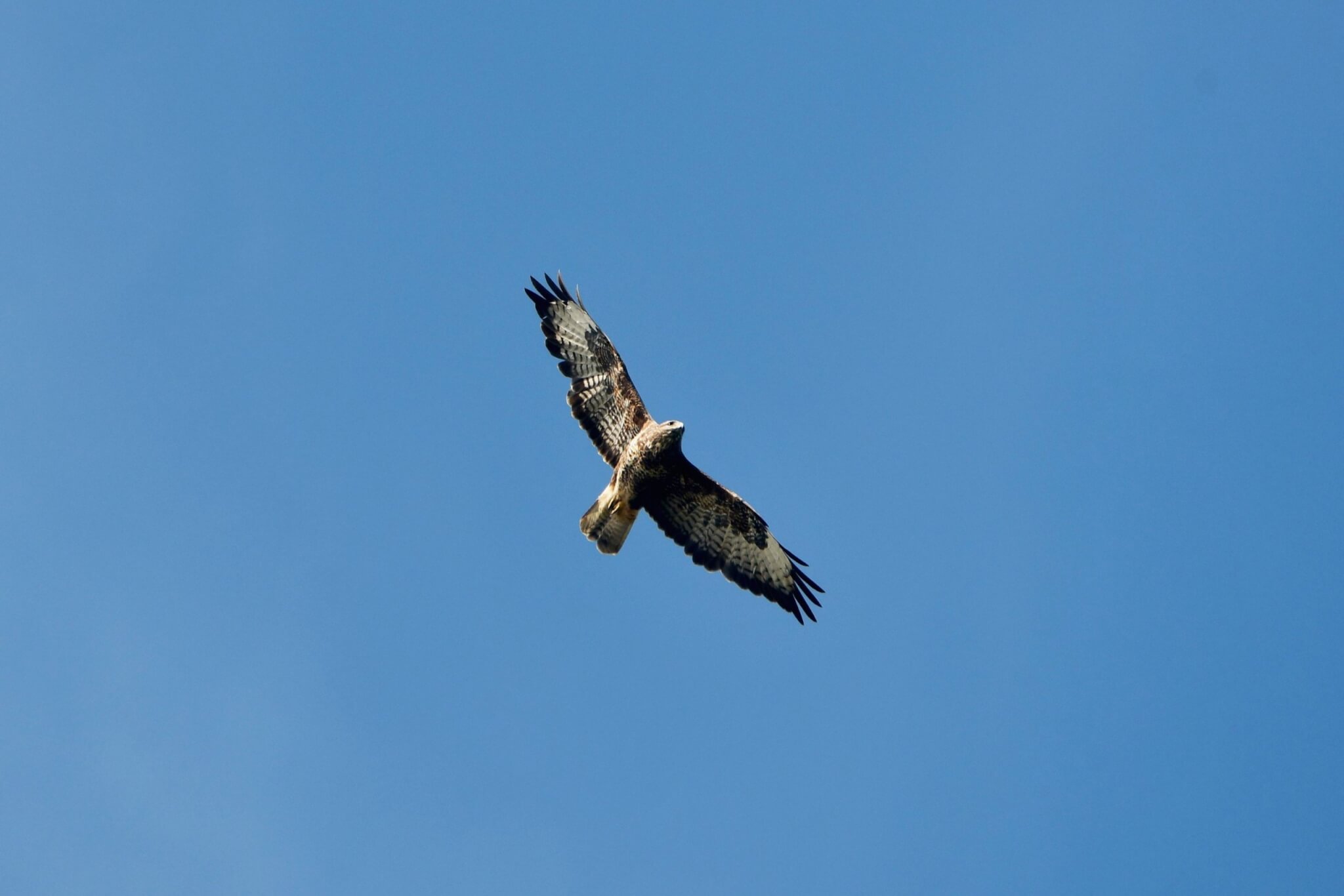Buzzard soaring against a clear blue sky