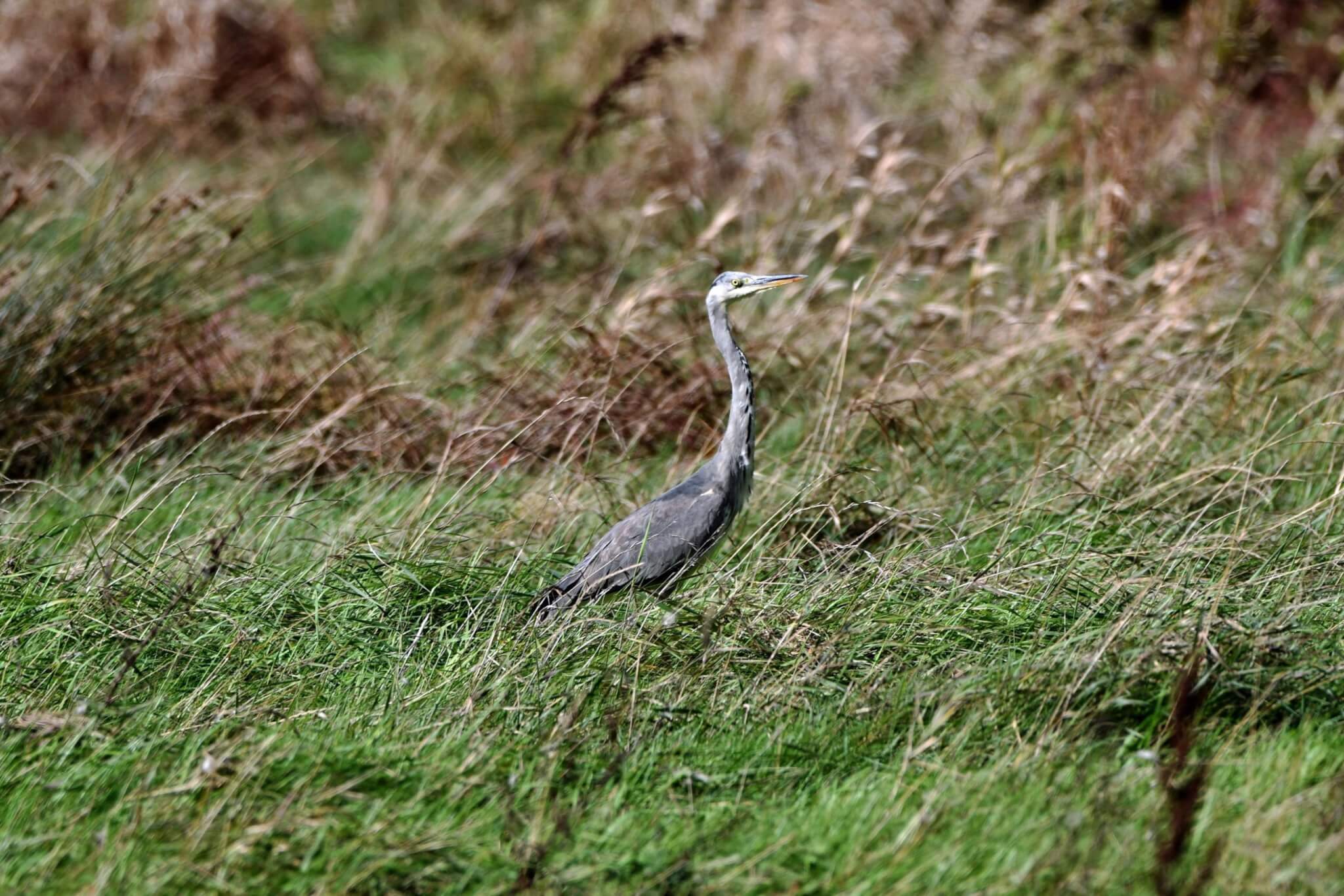 Grey heron in long grass