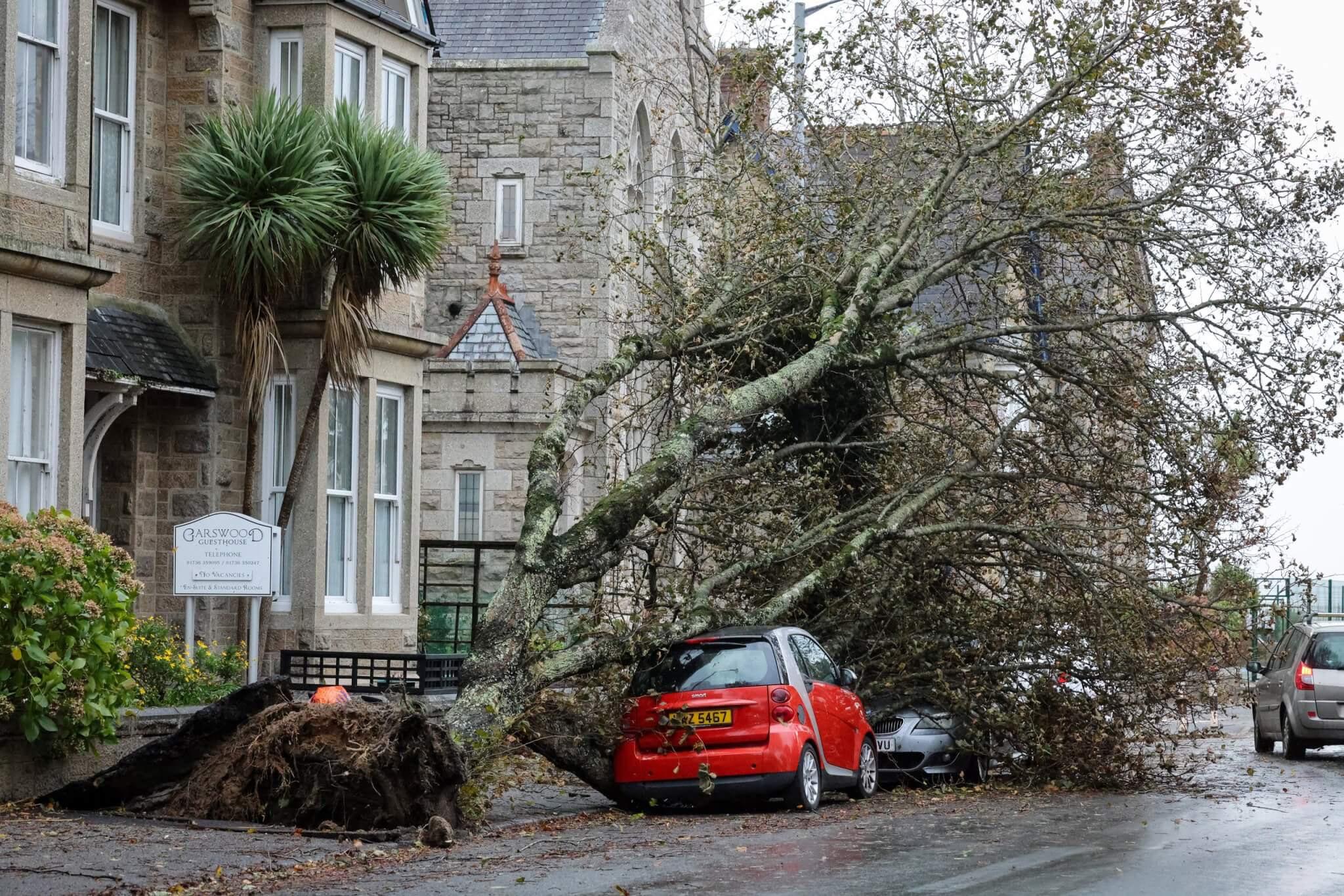 Uprooted tree with its roots exposed beside cars on Alexandra Road, Penzance