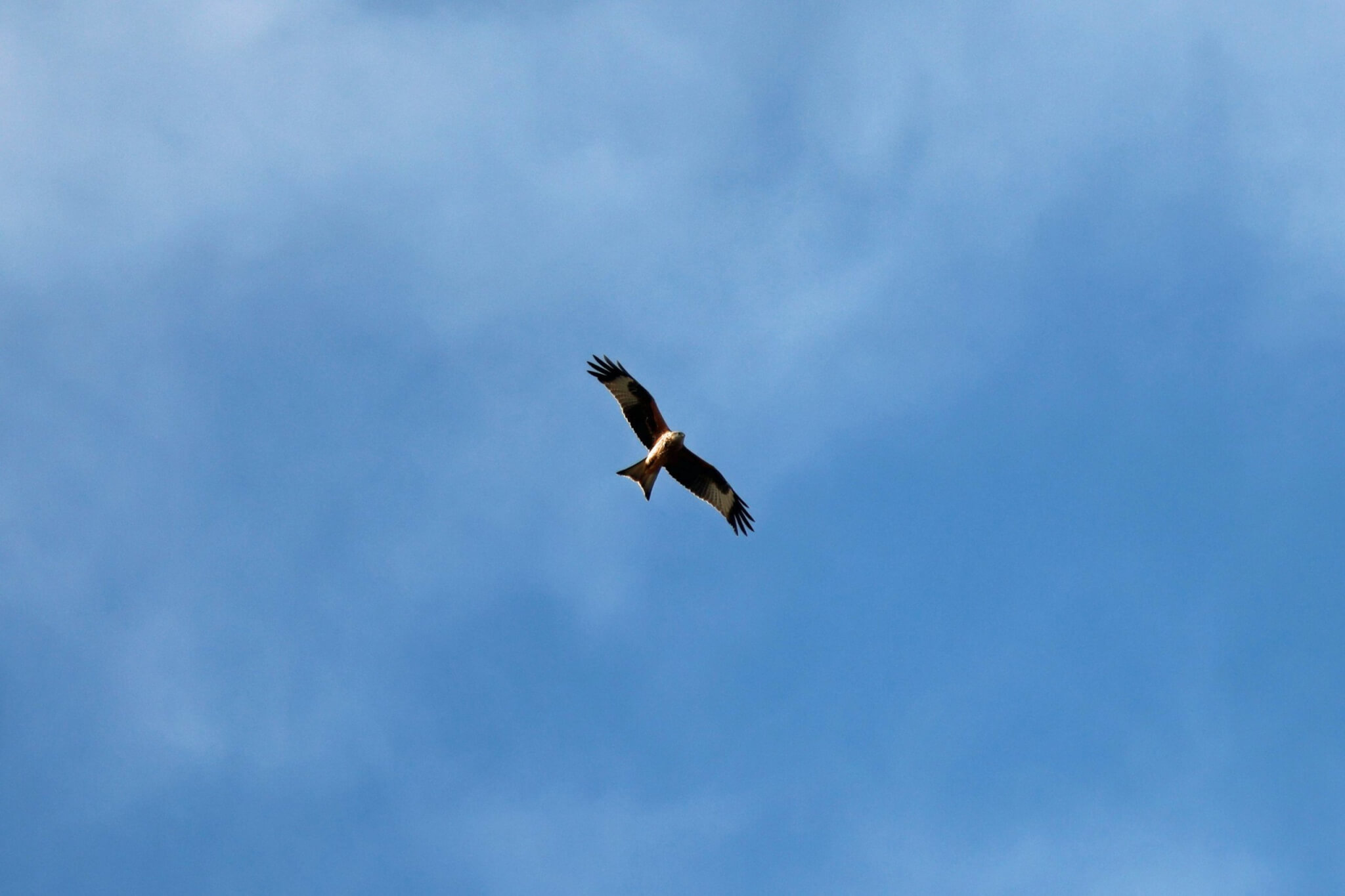 Red kite in flight against a blue sky