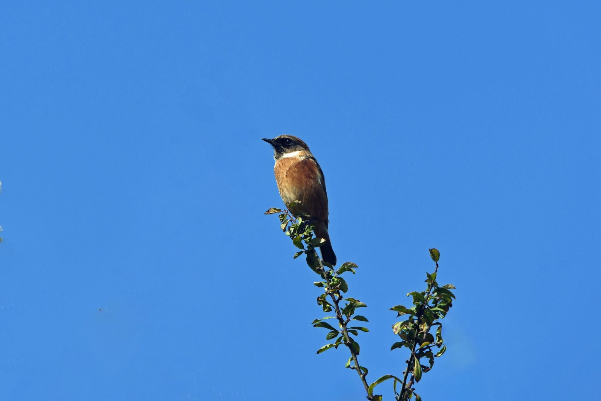 Stonechat perched on a branch