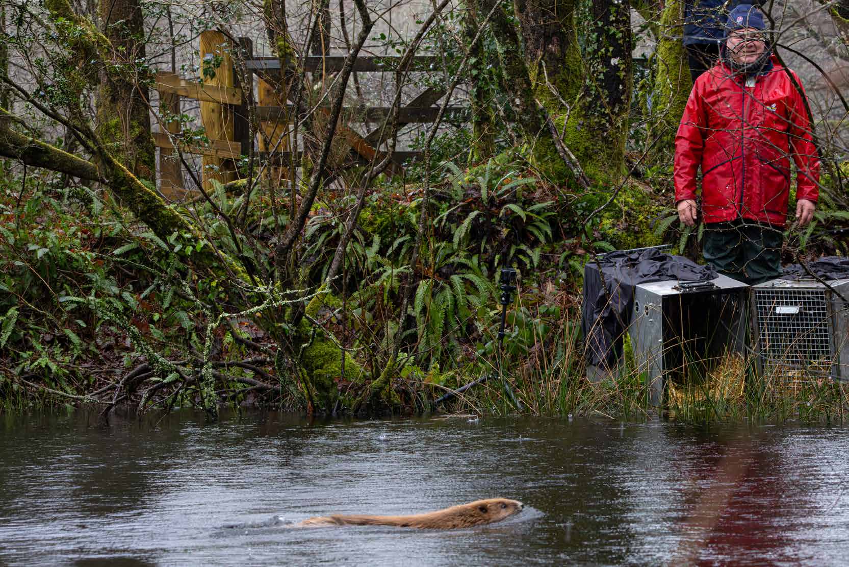 A beaver swimming away from its release crate as a man in a red jacket watches