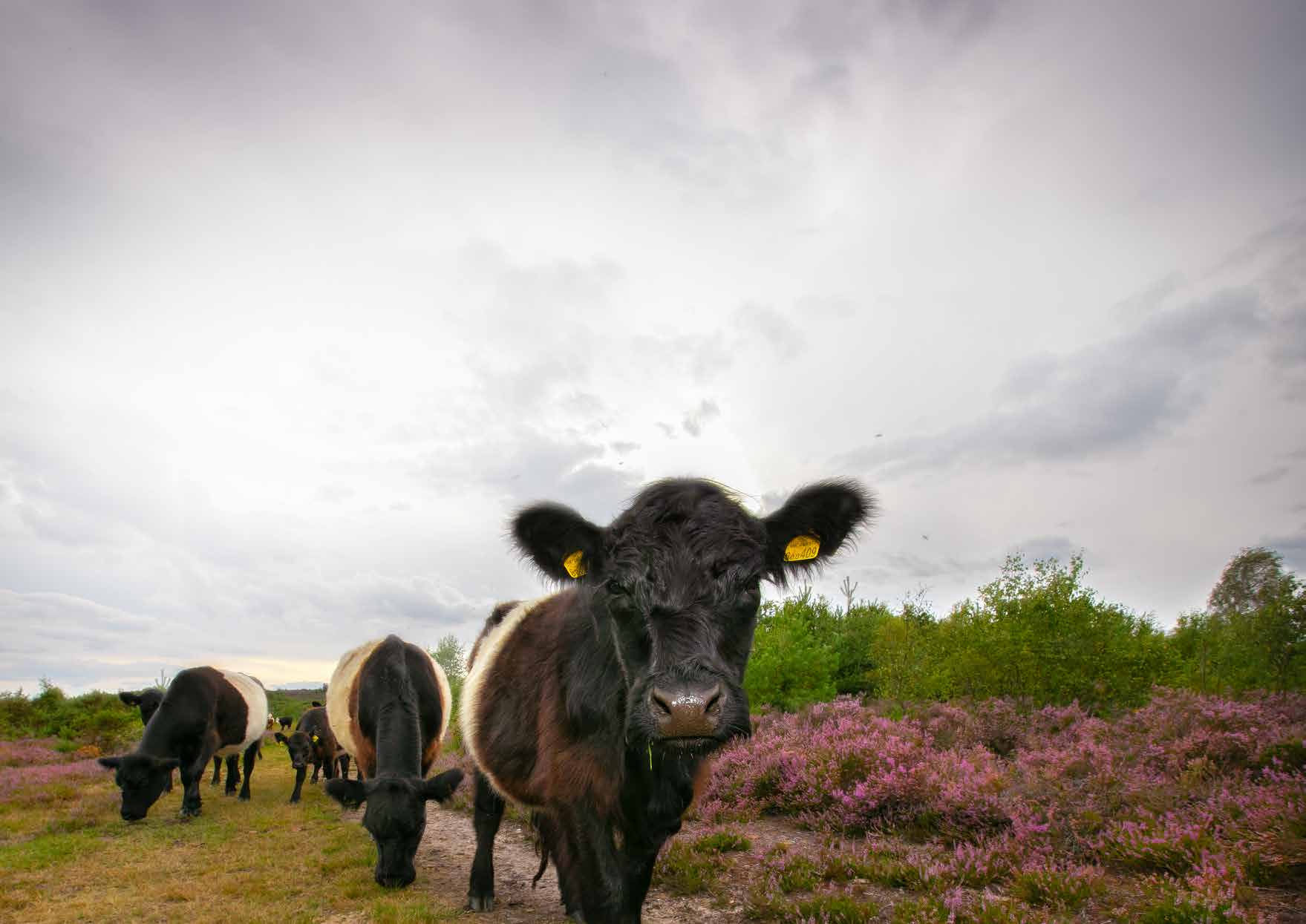 Belted Galloway cattle grazing heathland