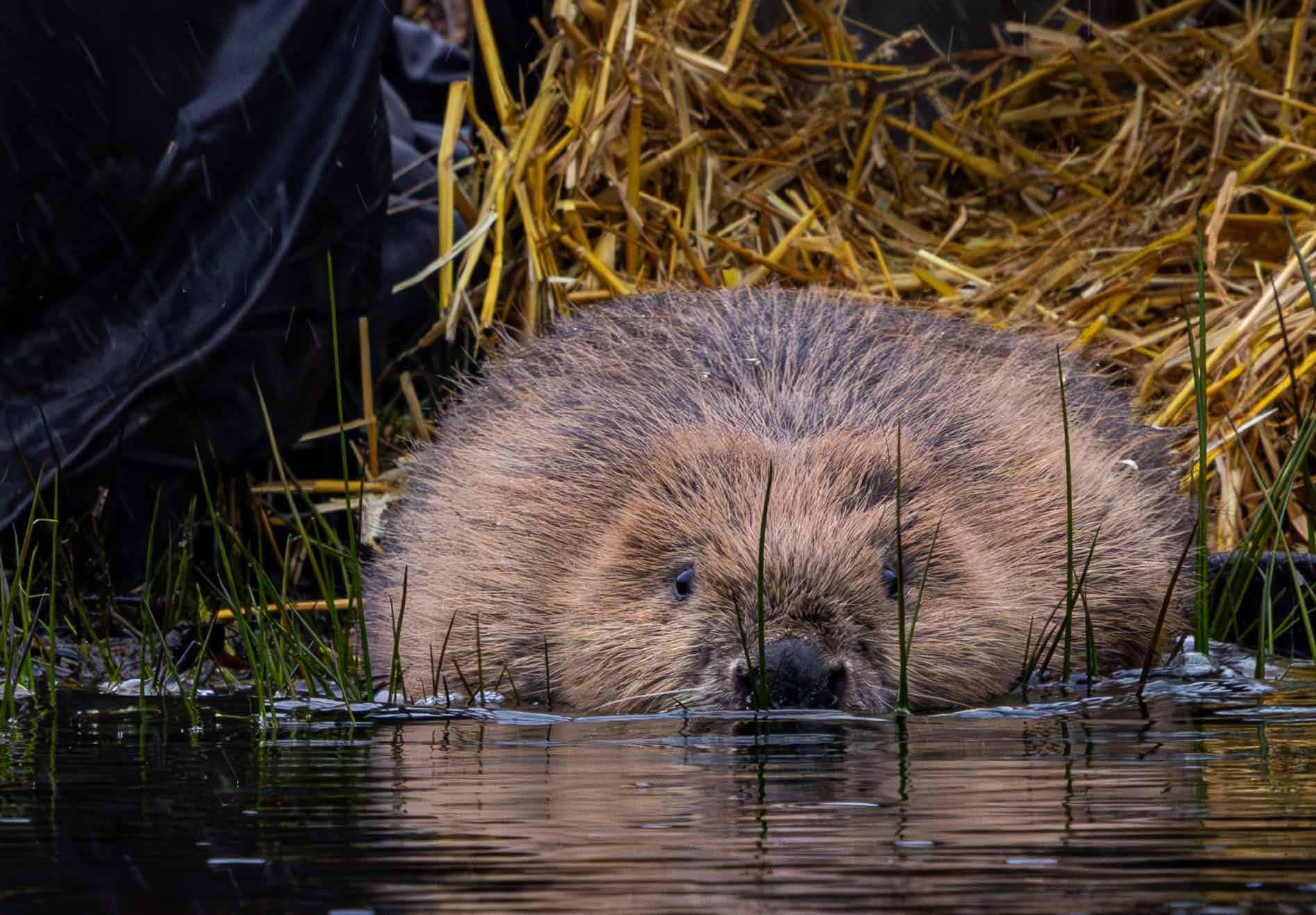 A beaver in water at the edge of a straw-lined release pen