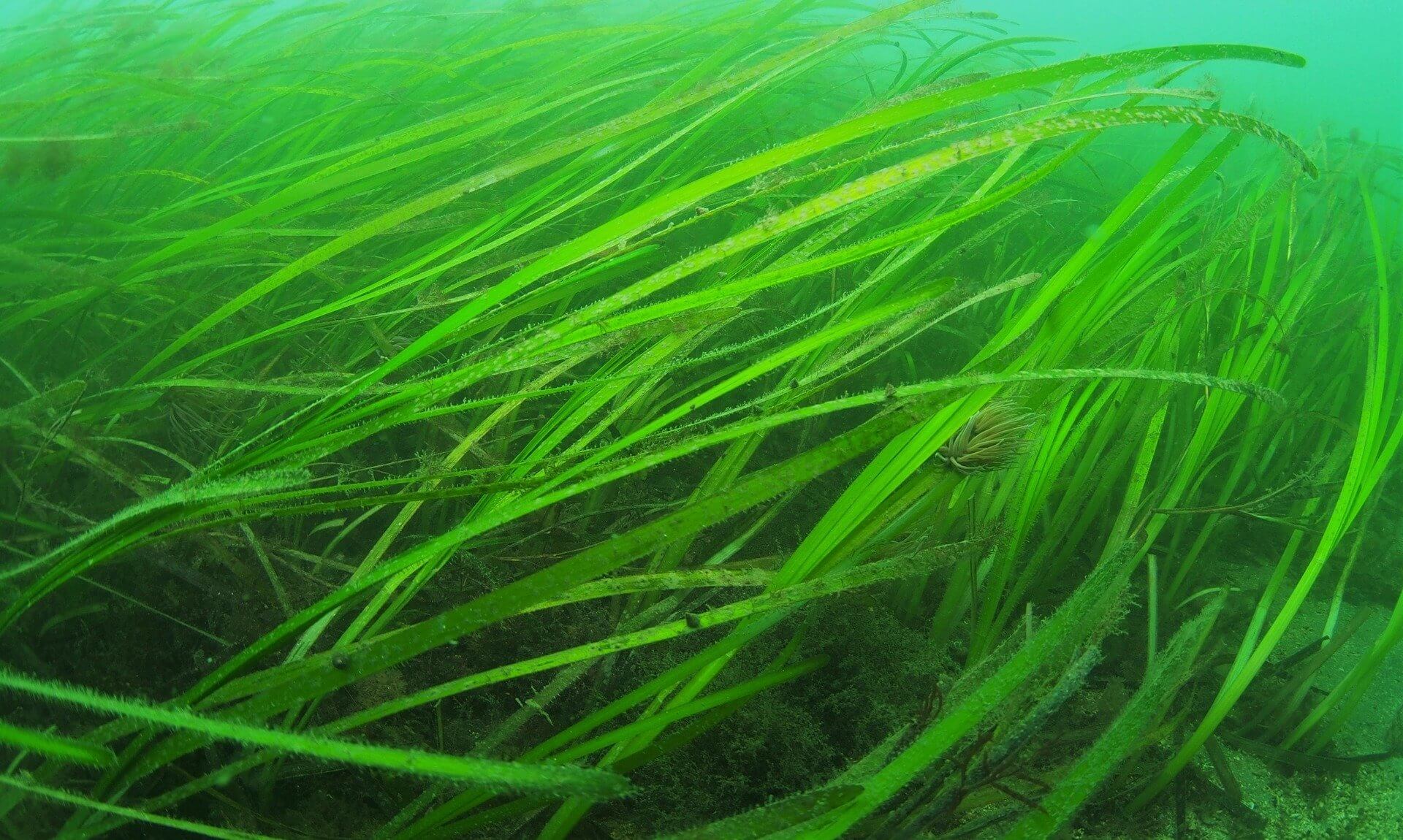 Seagrass meadow underwater