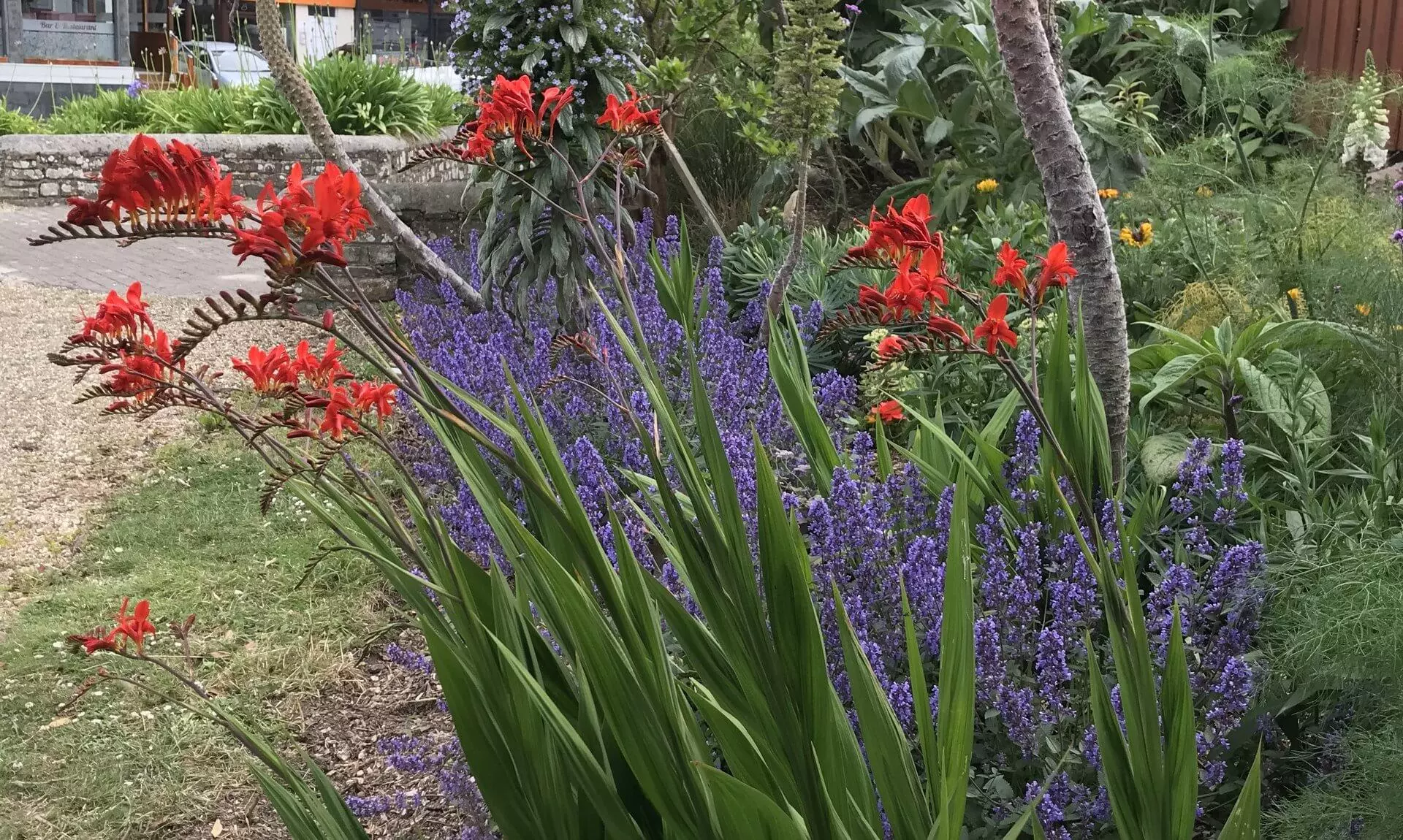 Red crocosmia and purple flowers in Dinard Garden on Cliff Road, Newquay