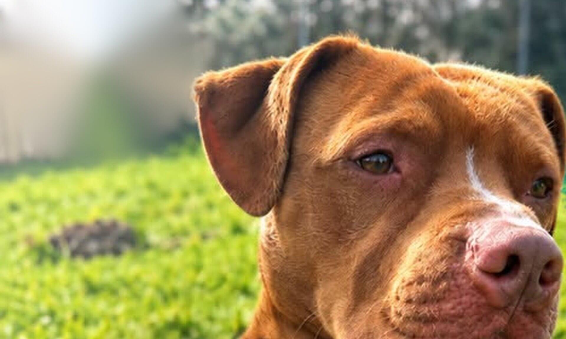 Bailey the Staffordshire Bull Terrier cross lying on grass