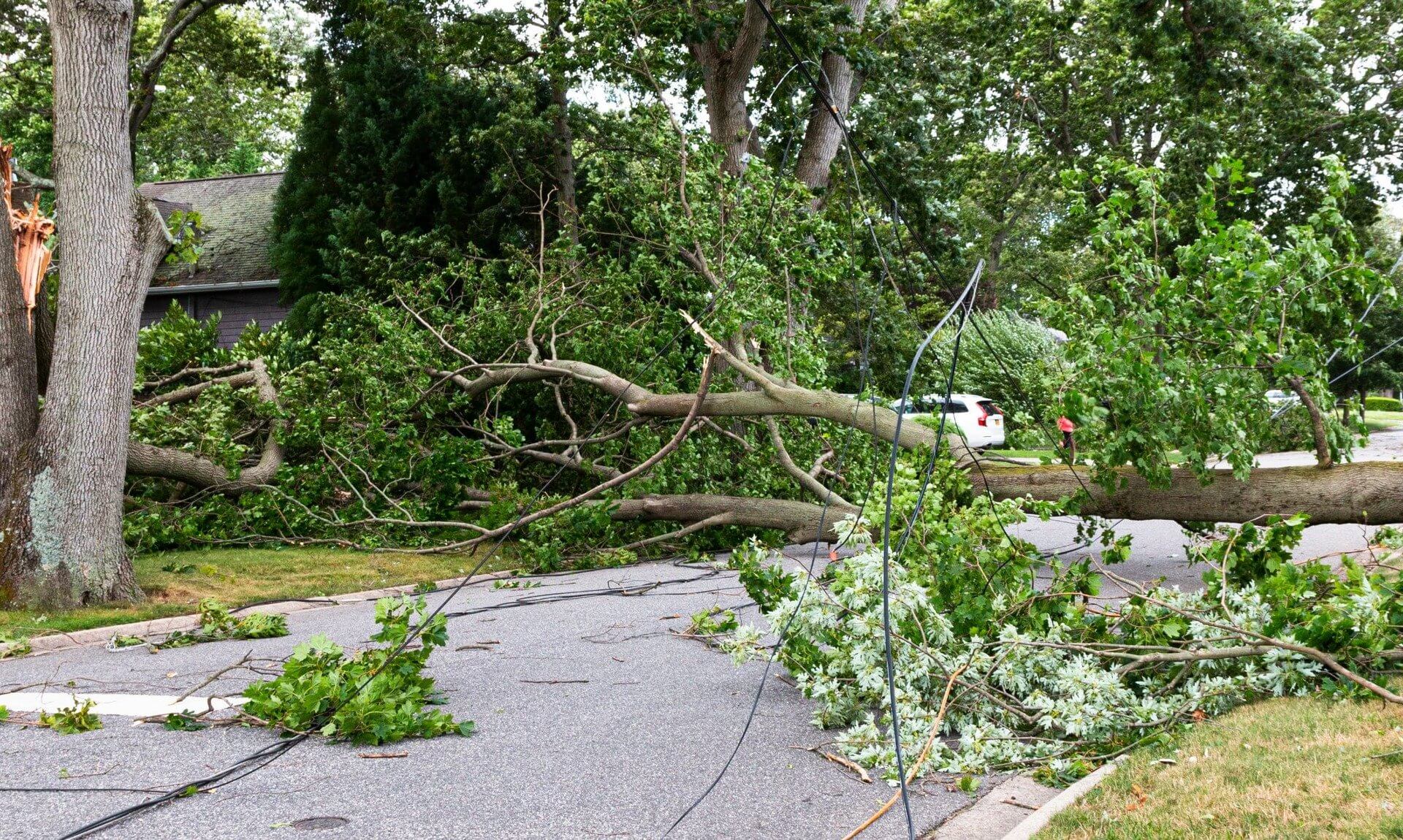 storm-austen-cormac_featured Fallen tree and branches lying across a road after a storm