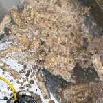 Fats, oils and grease clogging a wastewater tank